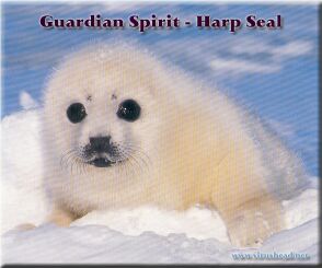 Guardian Spirit - Harp Seal