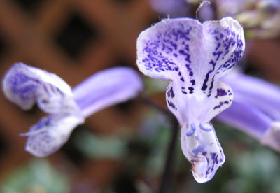 Tubular Bells Flowers Extreme Zoom