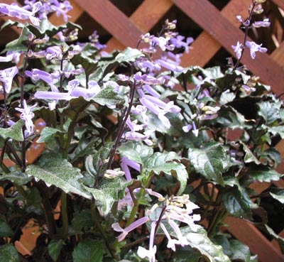 Plectranthus