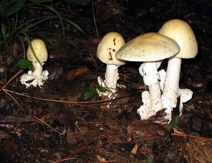 Georgia Mushrooms